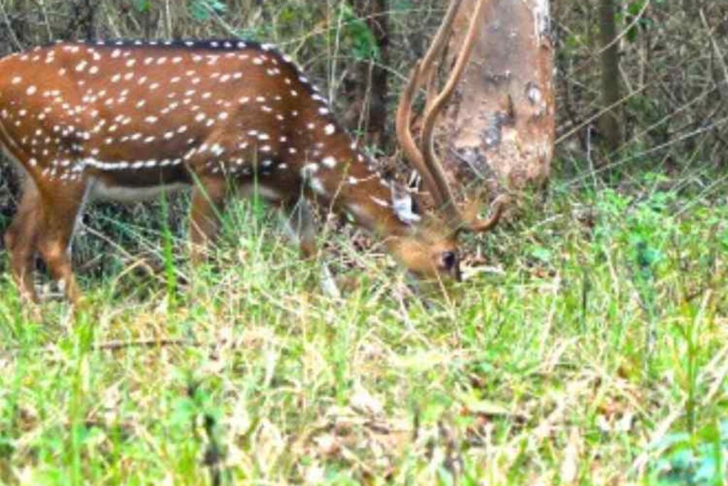 10 Best Places to Visit in Wayanad