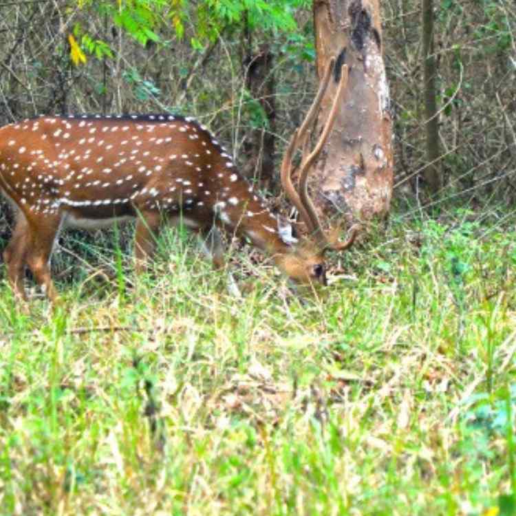10 Best Places to Visit in Wayanad