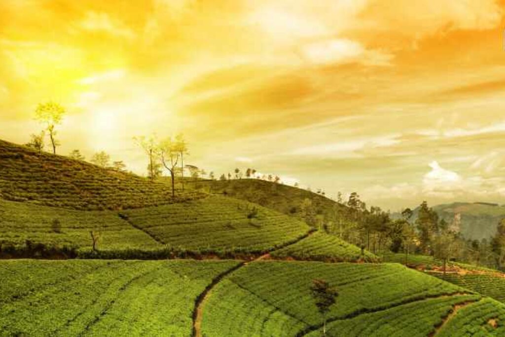 How to Get Homestays License in Orissa, India